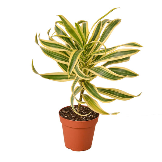 Dracaena Song of India Live Plant – 4 Inch Pot