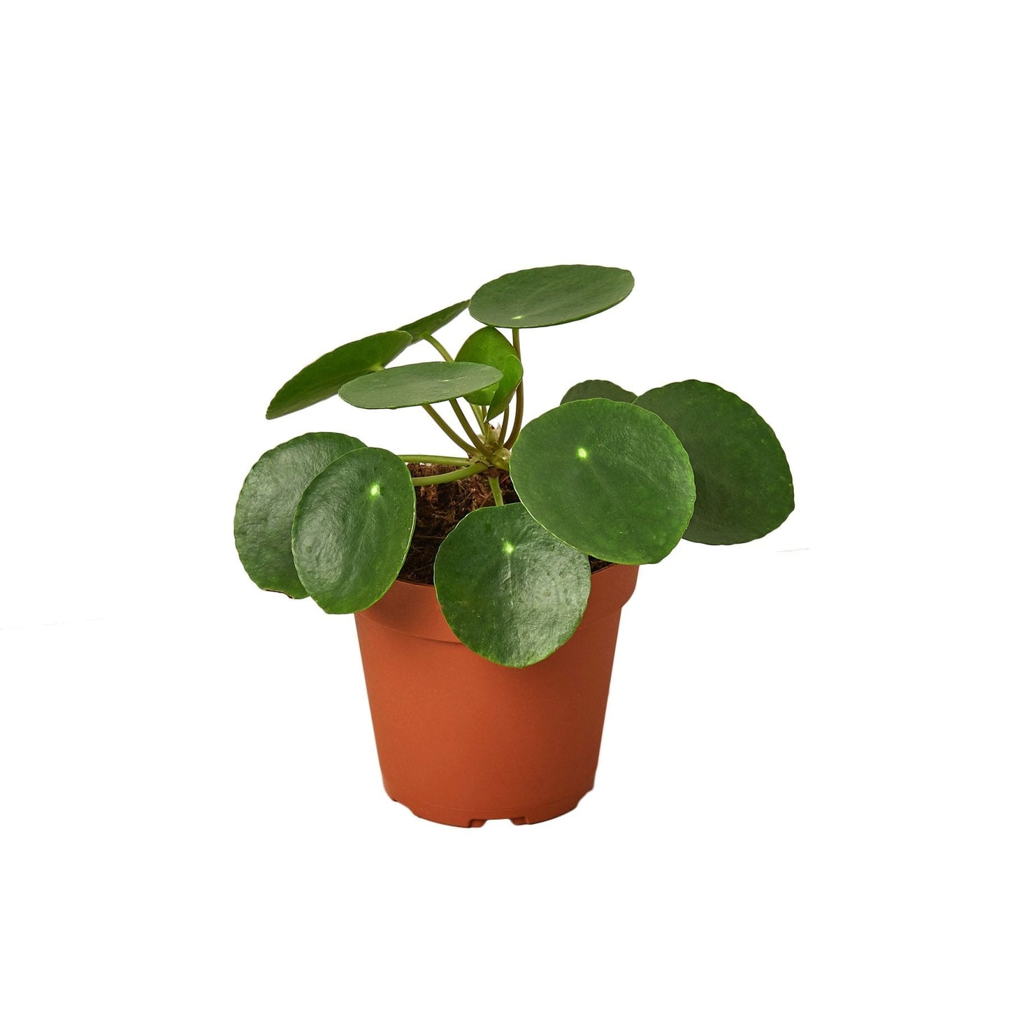 Chinese Money Plant Live Houseplant – 4 Inch Pot