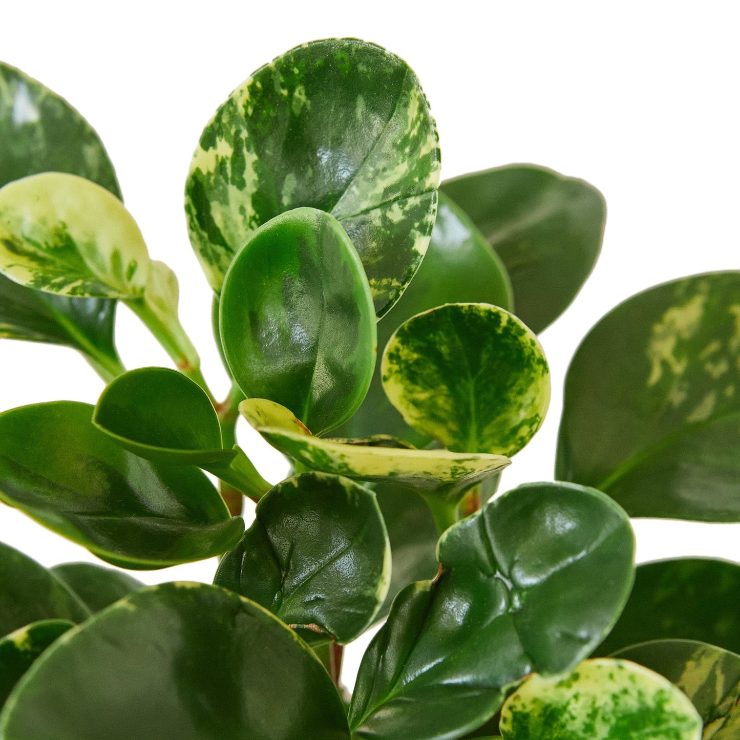 Marble Peperomia Live Plant – 6 Inch Pot