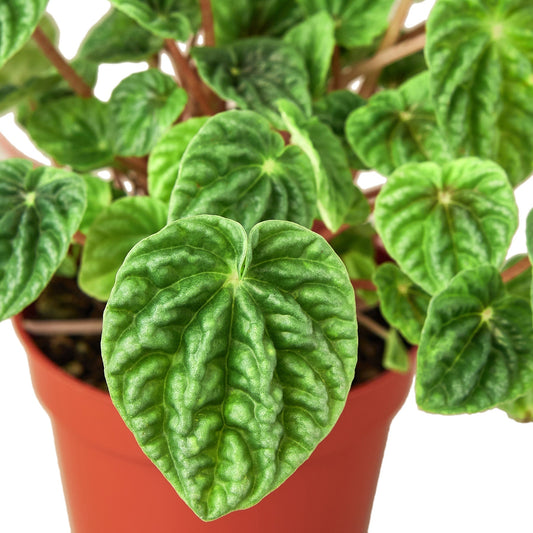 Ripple Peperomia Live Plant – 6 Inch Pot
