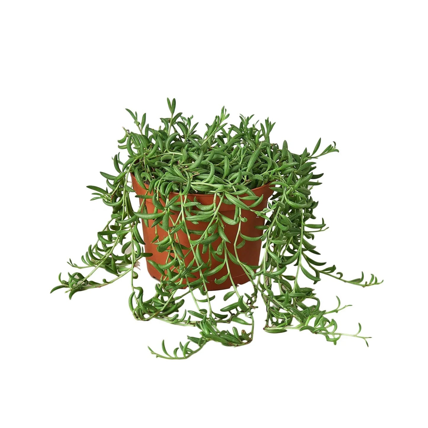 String of Bananas Live Trailing Succulent