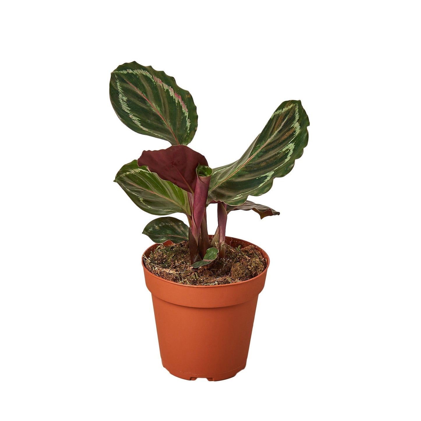 Calathea Medallion Live Houseplant – 6 Inch Pot