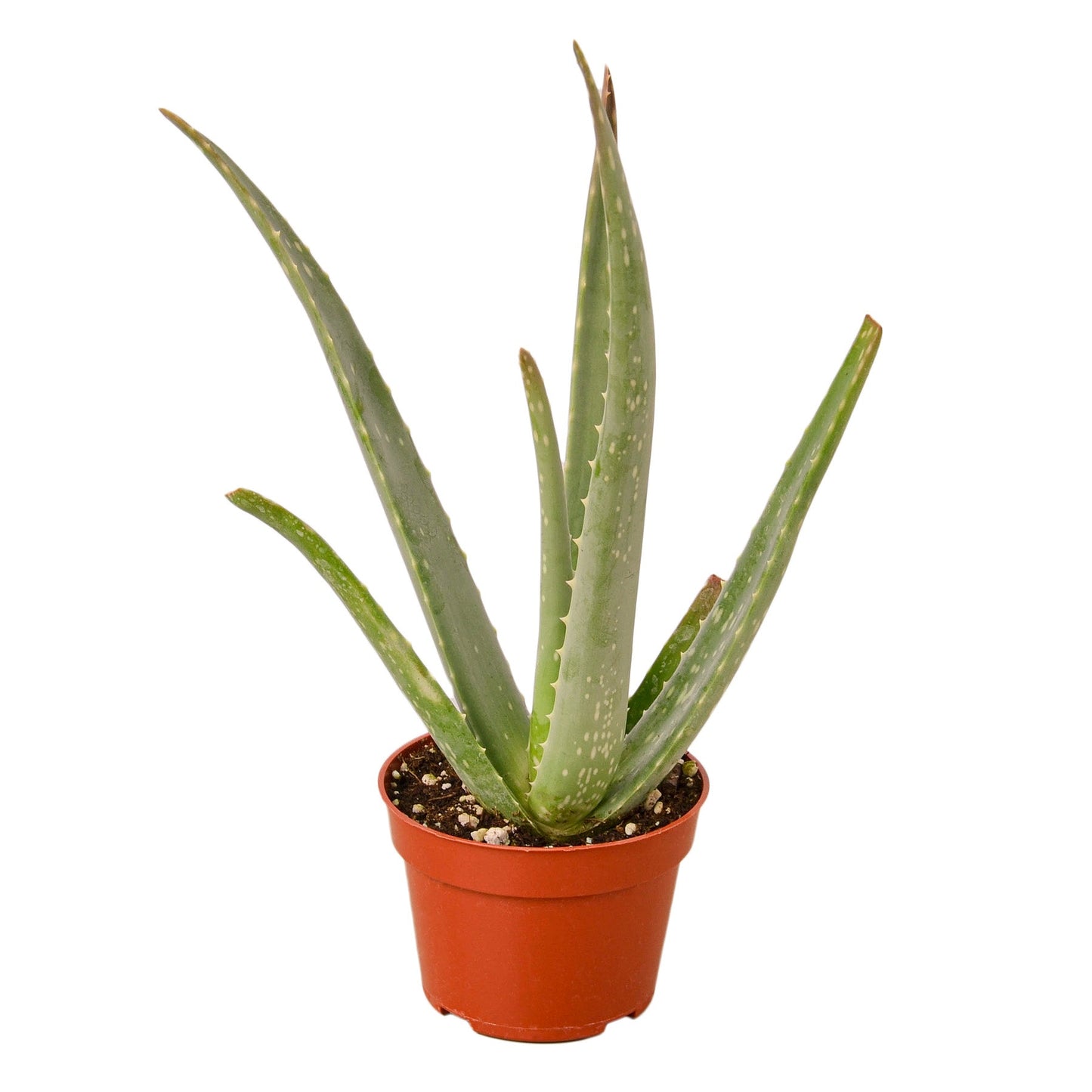 Aloe Vera Live Succulent Plant – 4 Inch Pot