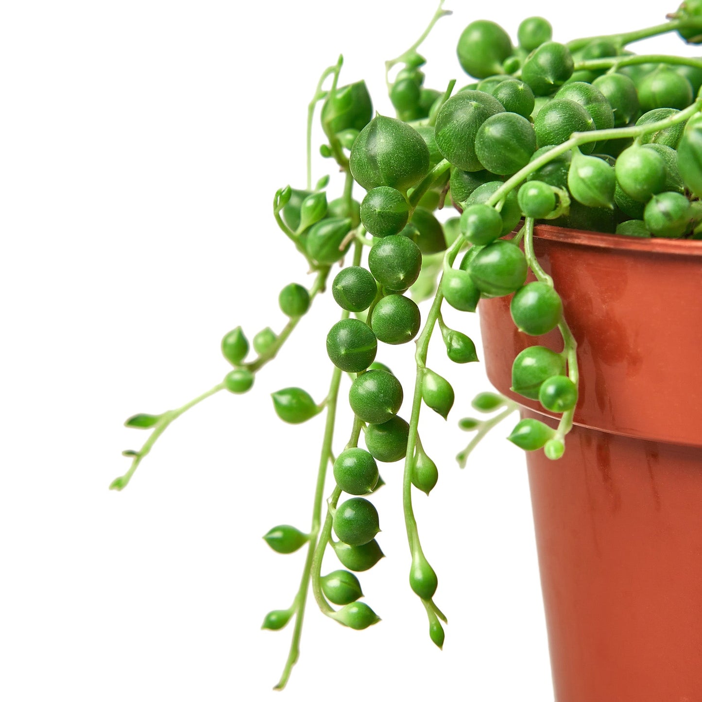 String of Pearls Live Trailing Succulent