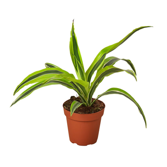 Dracaena Lemon Lime Live Plant – 4 Inch Pot