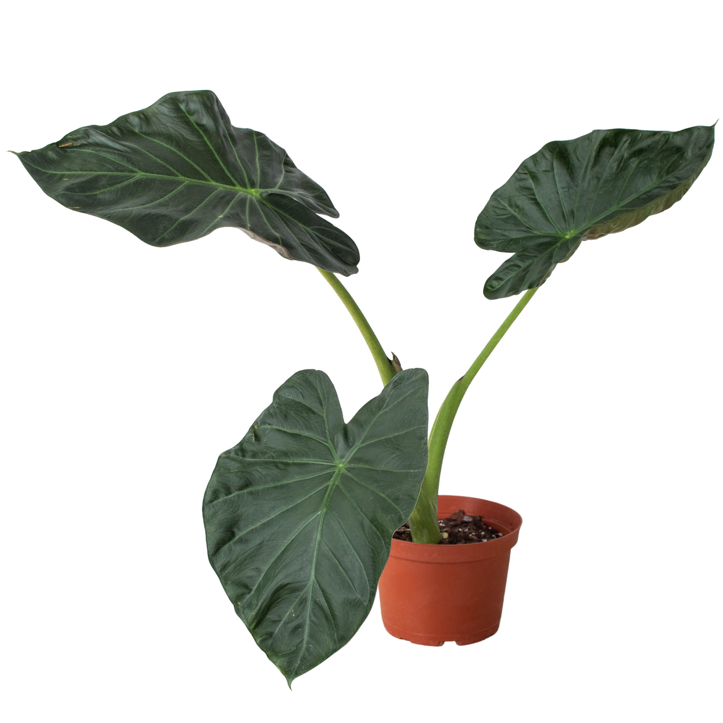 Alocasia Regal Shields Live Tropical Plant