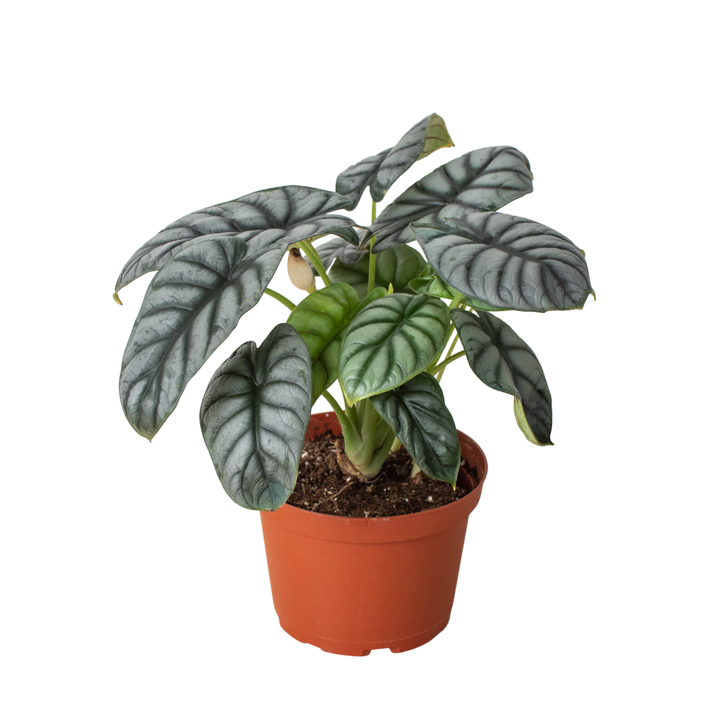 Alocasia Silver Dragon Live Tropical Plant