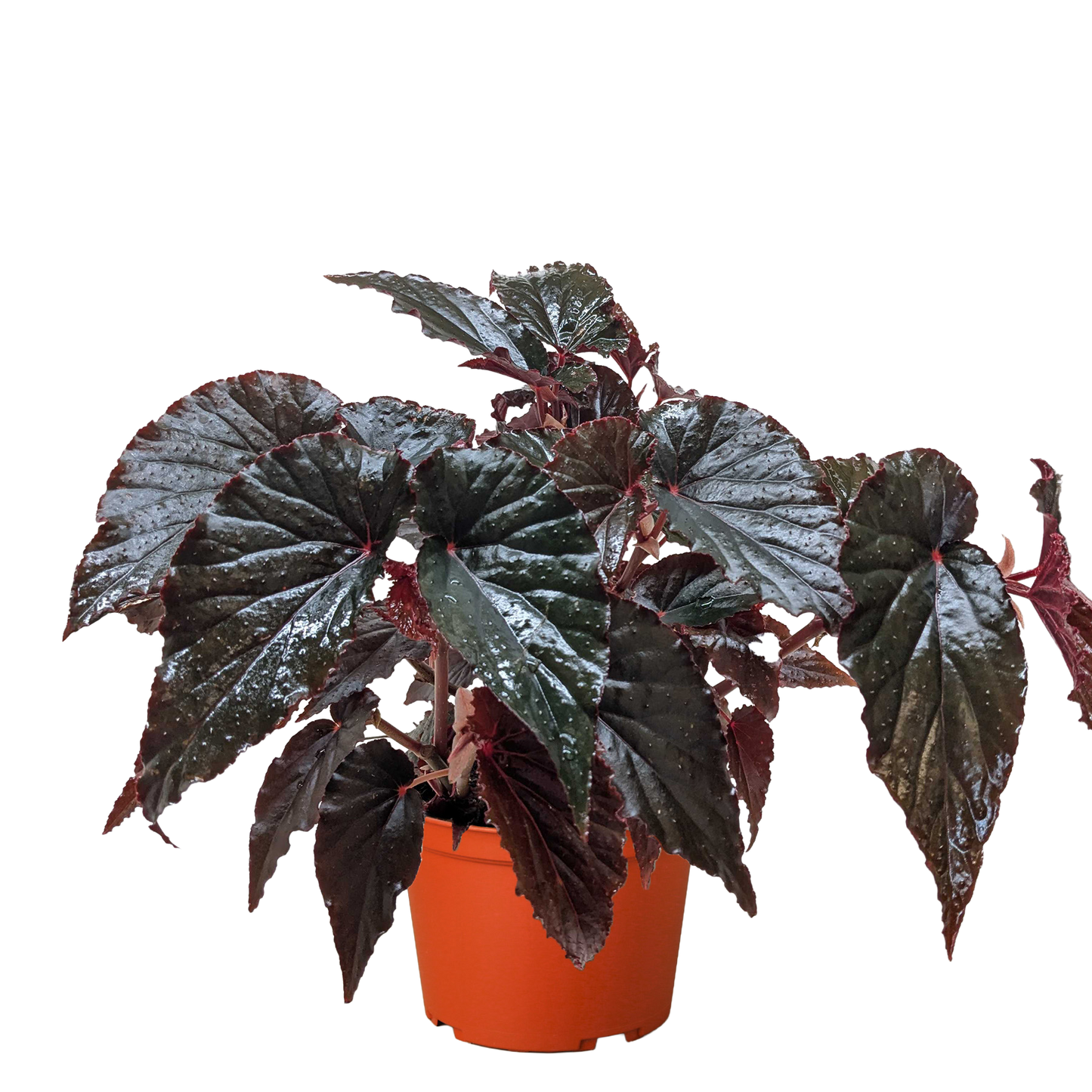 Black Magic Begonia Live Houseplant