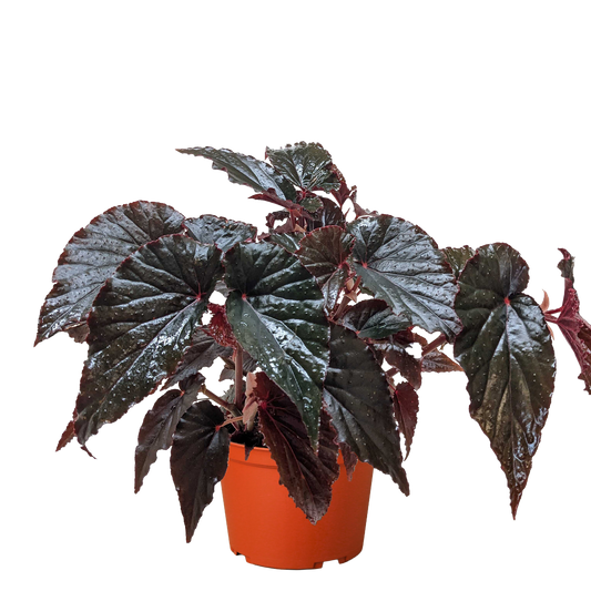 Black Magic Begonia Live Houseplant