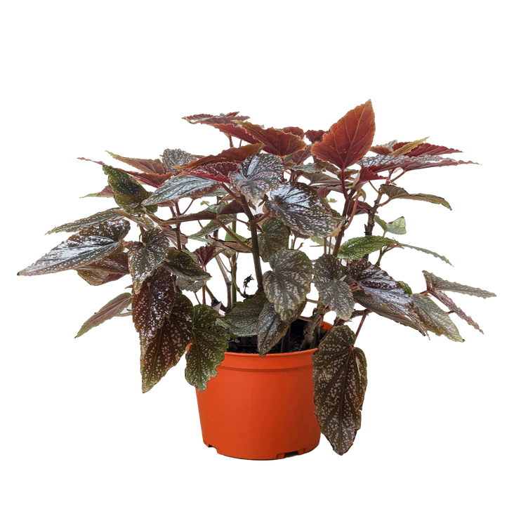 Begonia Corallina Live Cane Plant
