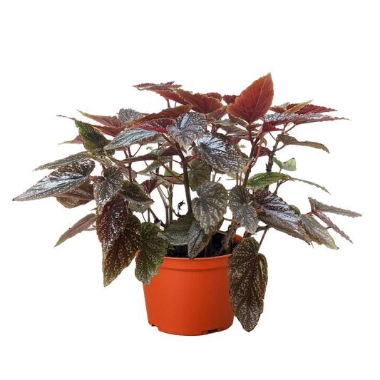 Begonia Corallina Live Cane Plant