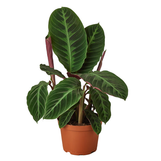 Calathea Warscewiczii Live Velvet Prayer Plant