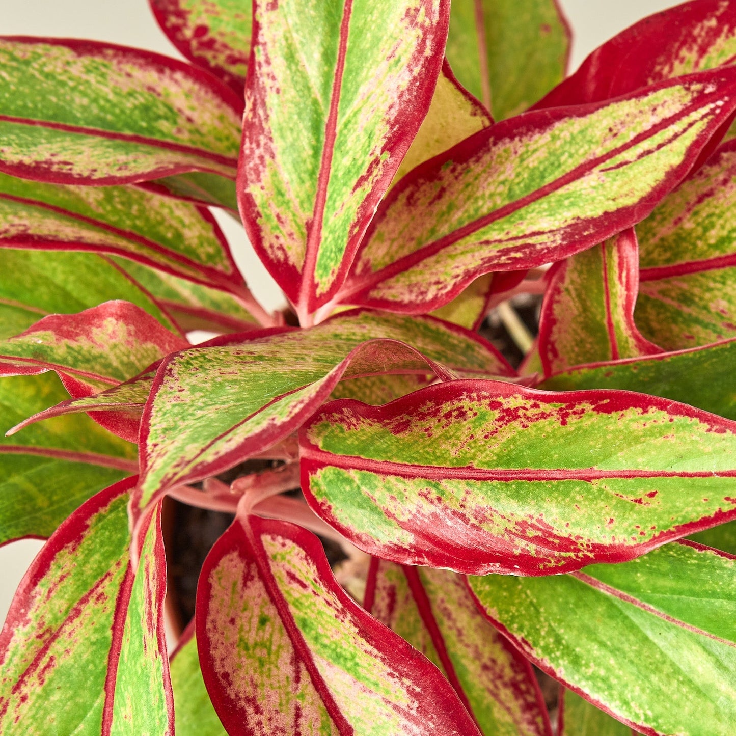 Aglaonema Red Siam
