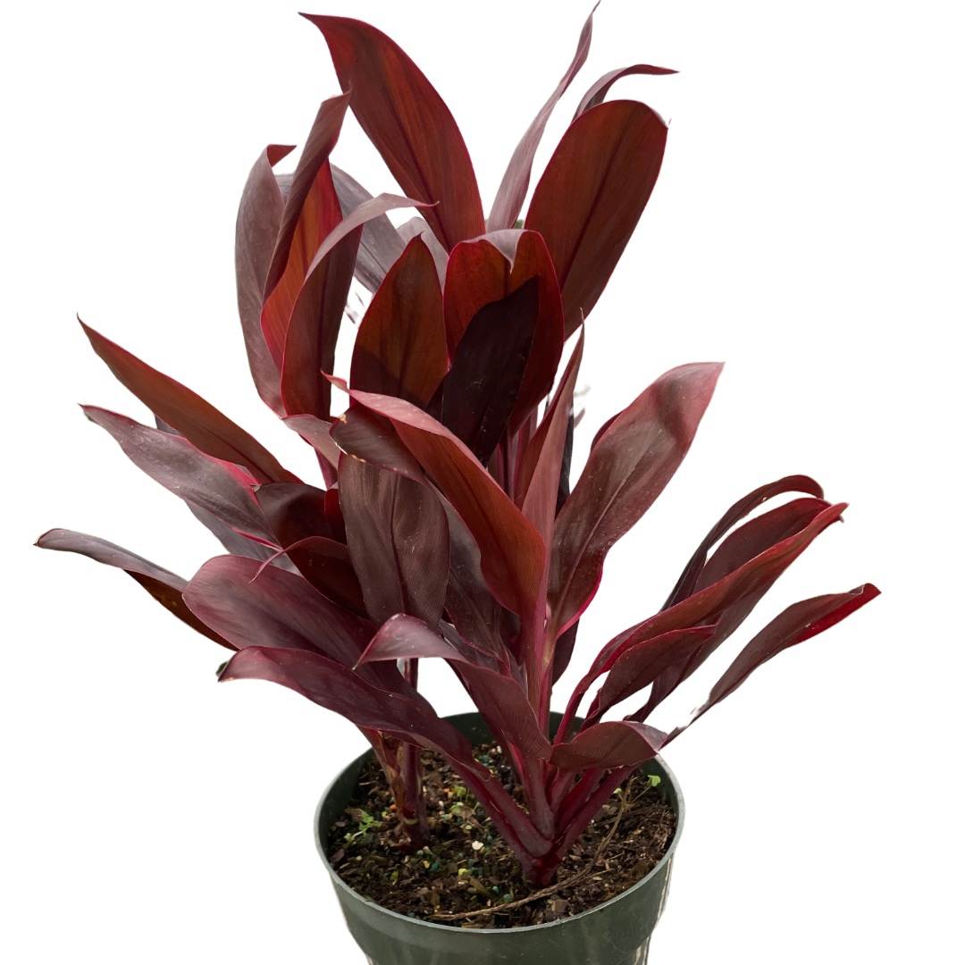 Calypso Queen Cordyline