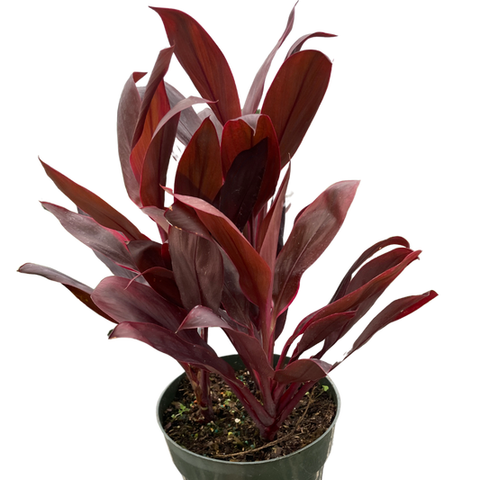 Calypso Queen Cordyline