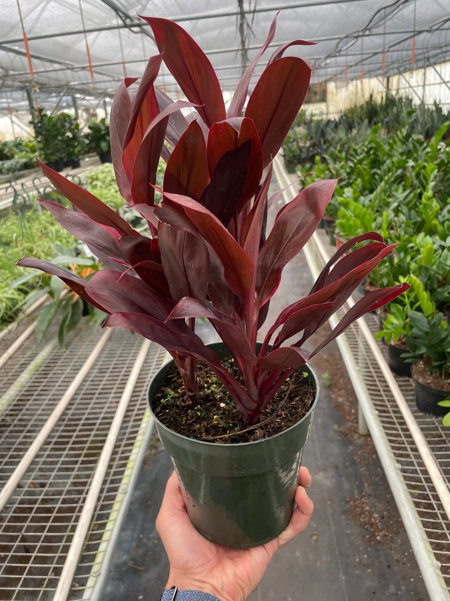 Calypso Queen Cordyline