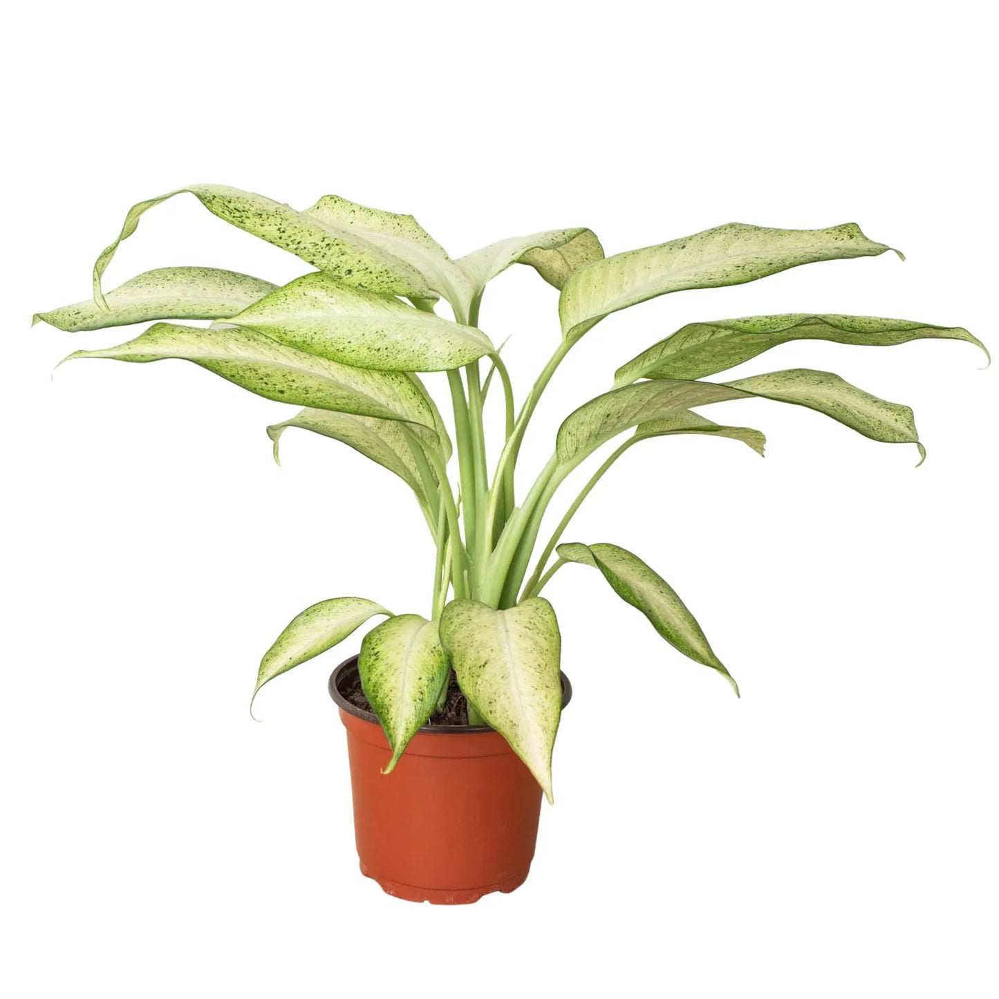Dieffenbachia Camouflage Live Houseplant