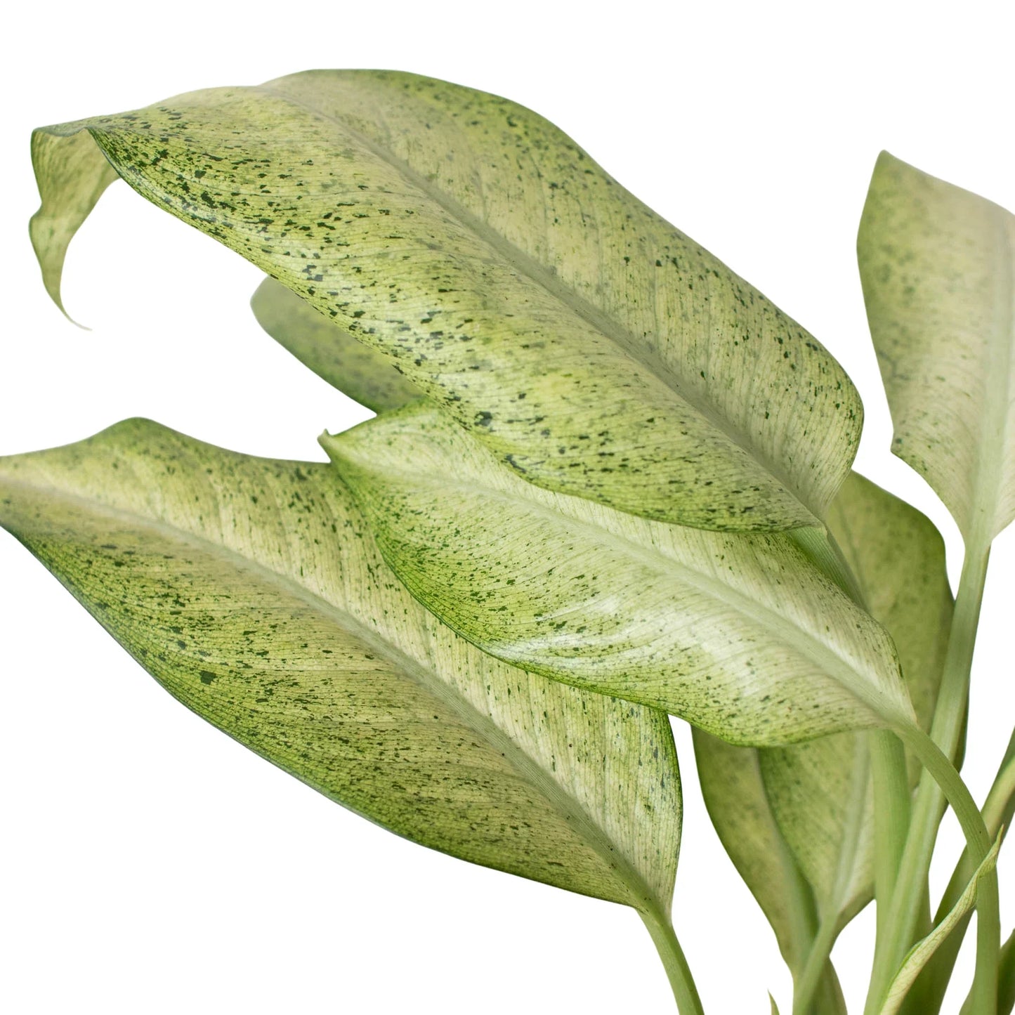 Dieffenbachia Camouflage Live Houseplant