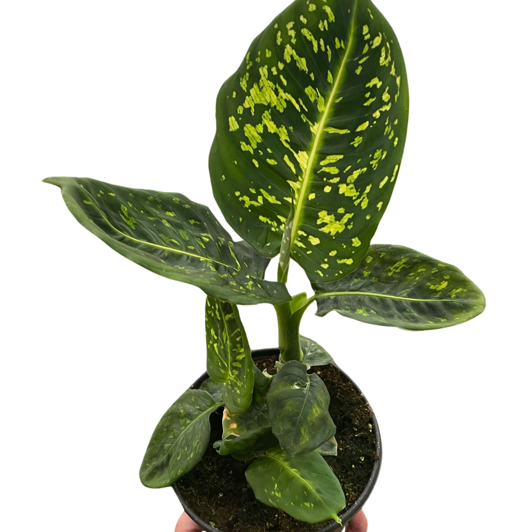 Dieffenbachia Reflector Live Houseplant