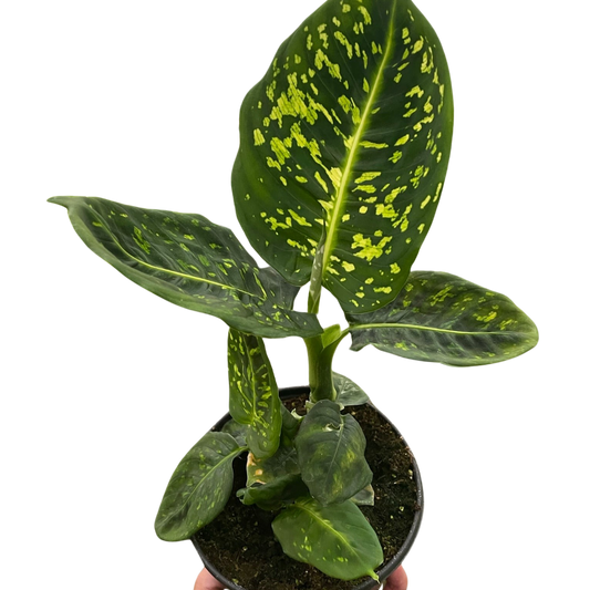 Dieffenbachia Reflector Live Houseplant