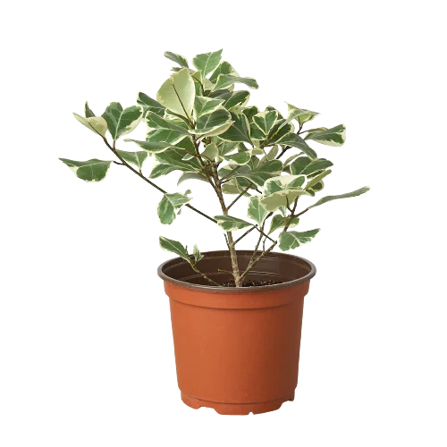 Ficus Elastica Triangularis Variegated Live Plant