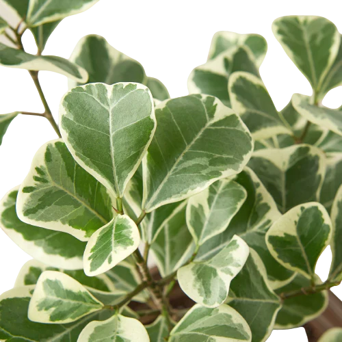 Ficus Elastica Triangularis Variegated Live Plant