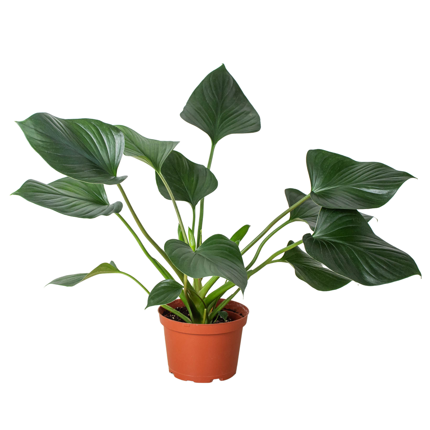 Homalomena Emerald Gem Live Houseplant