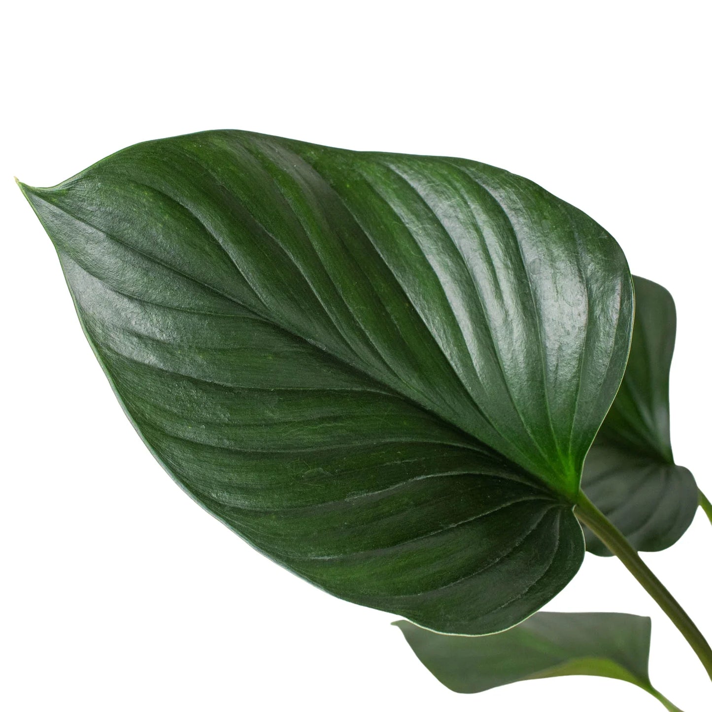Homalomena Emerald Gem Live Houseplant
