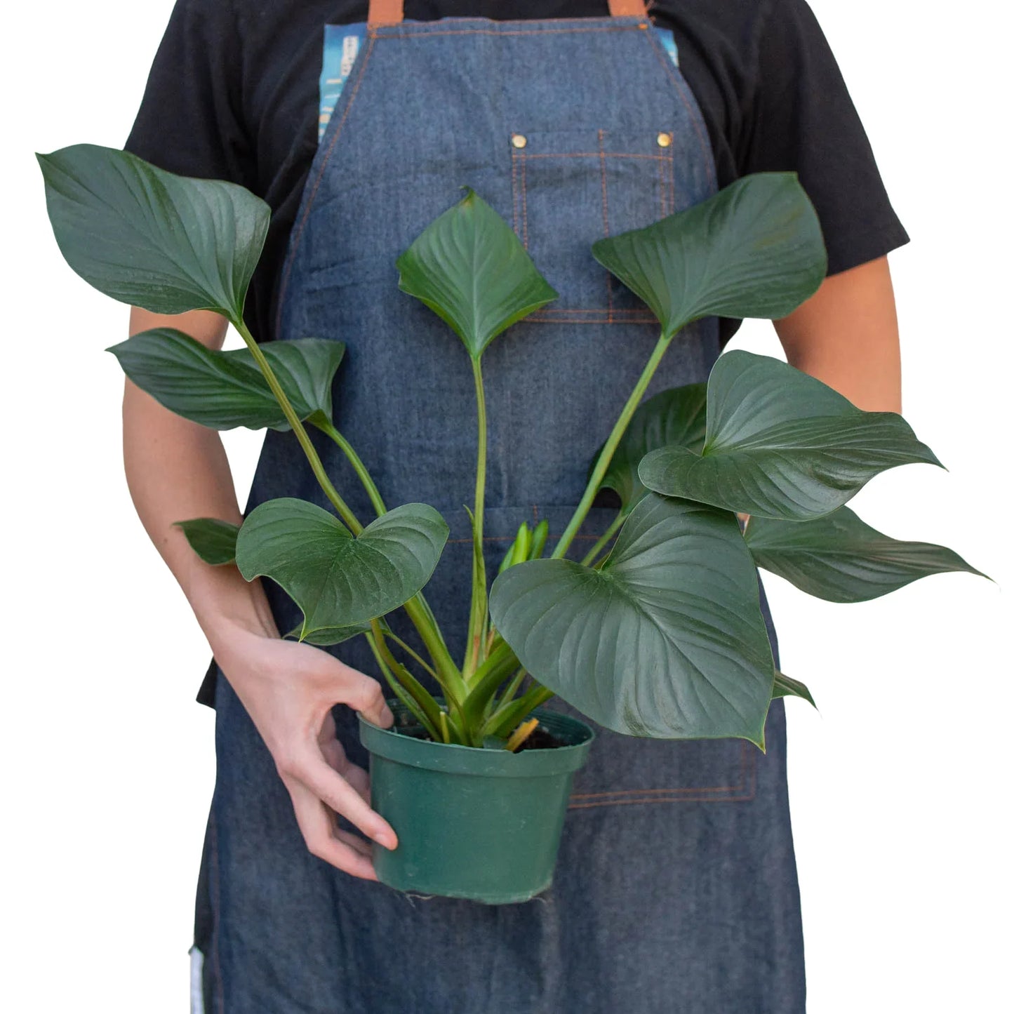 Homalomena Emerald Gem Live Houseplant