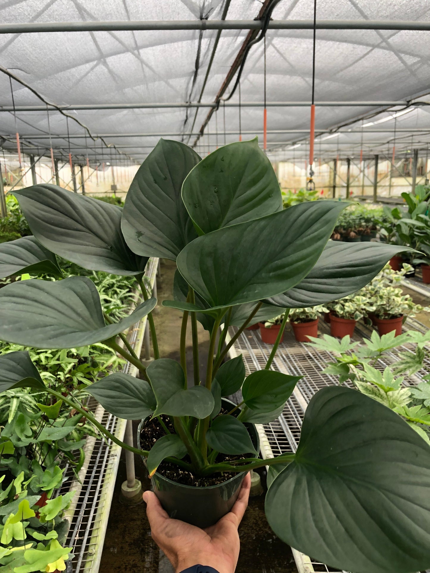 Homalomena Emerald Gem Live Houseplant