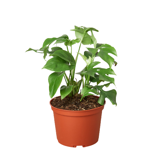 Monstera Minima Live Houseplant – 6 Inch Pot