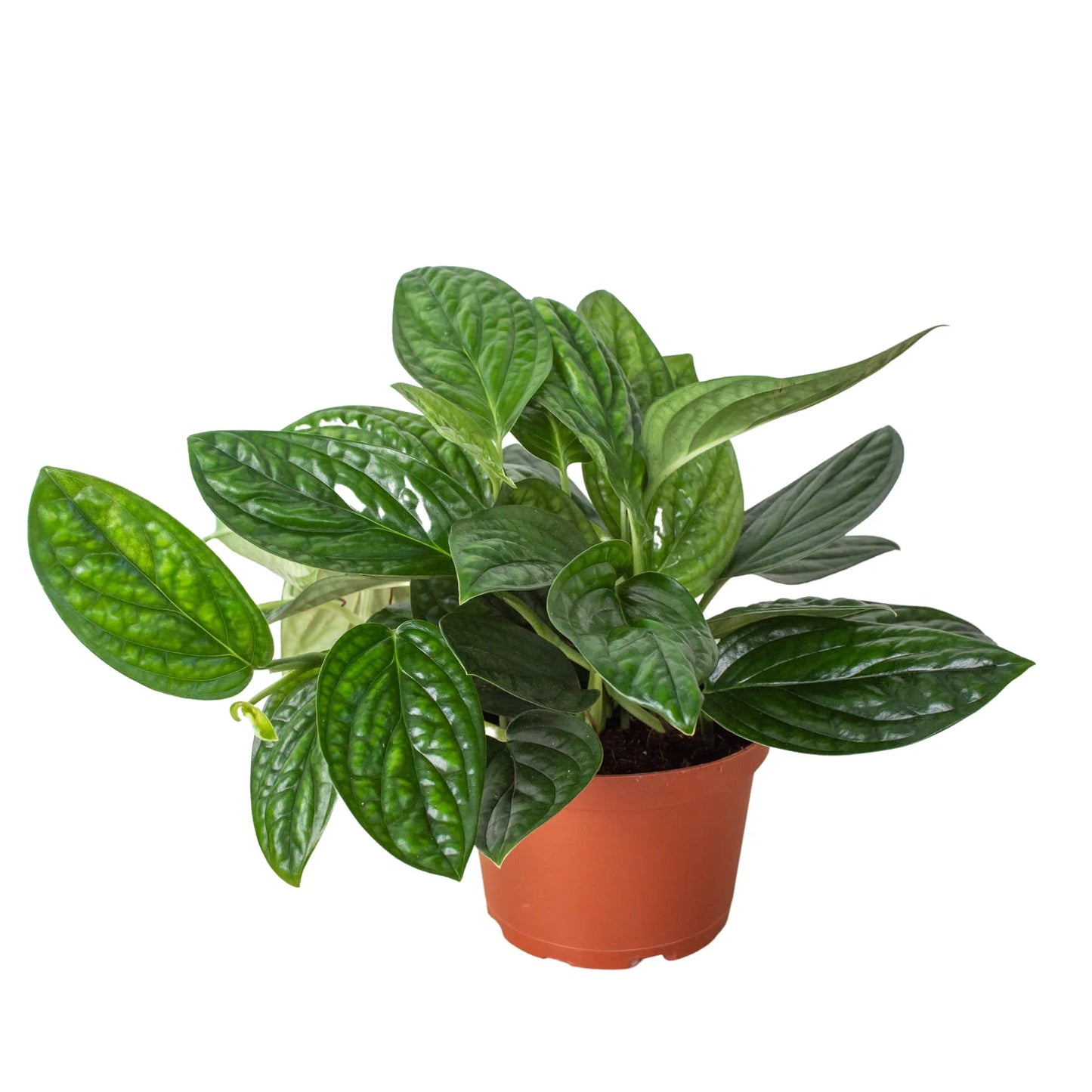 Monstera Peru Live Houseplant – 4 Inch Pot