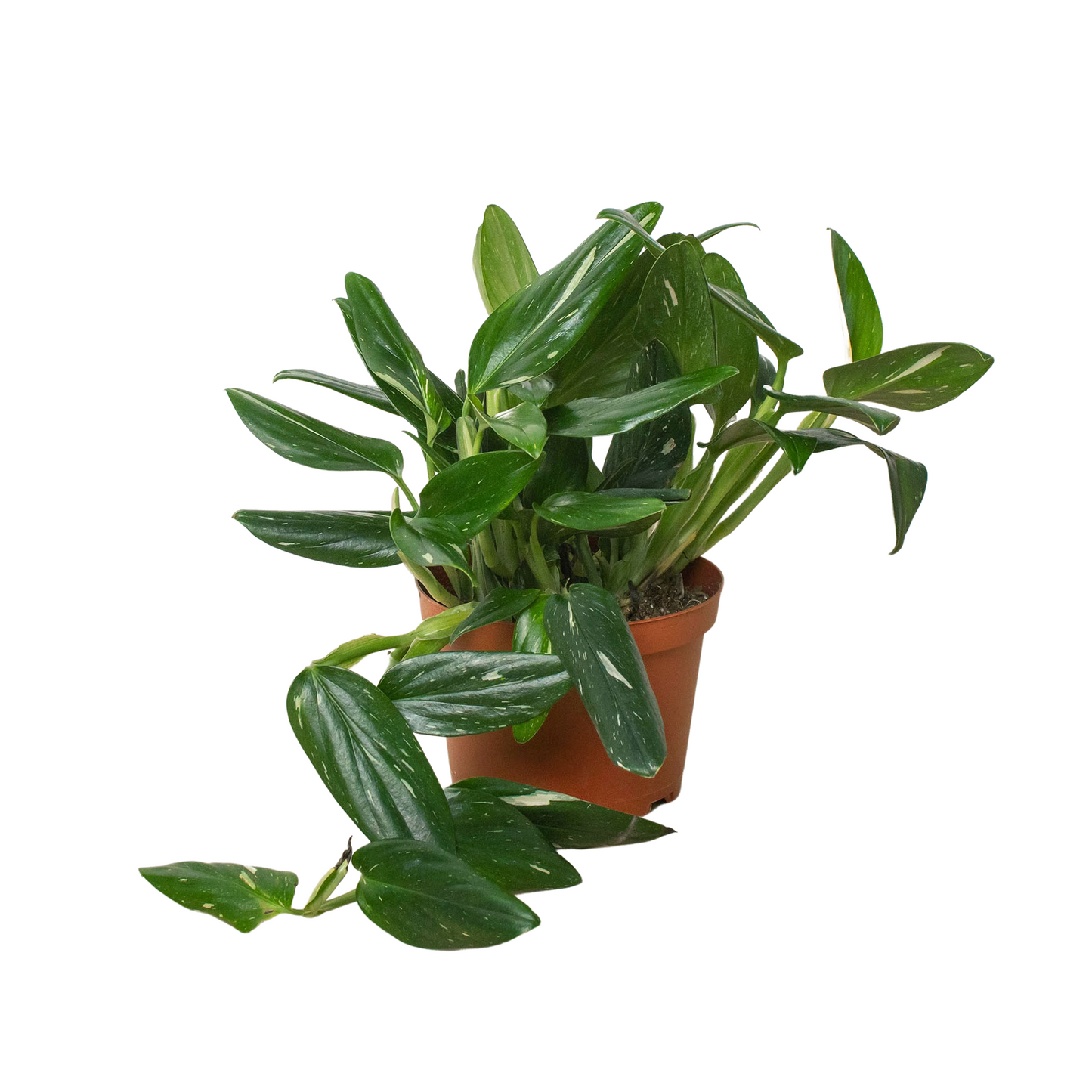 Monstera Cobra Albo Variegated Live Plant