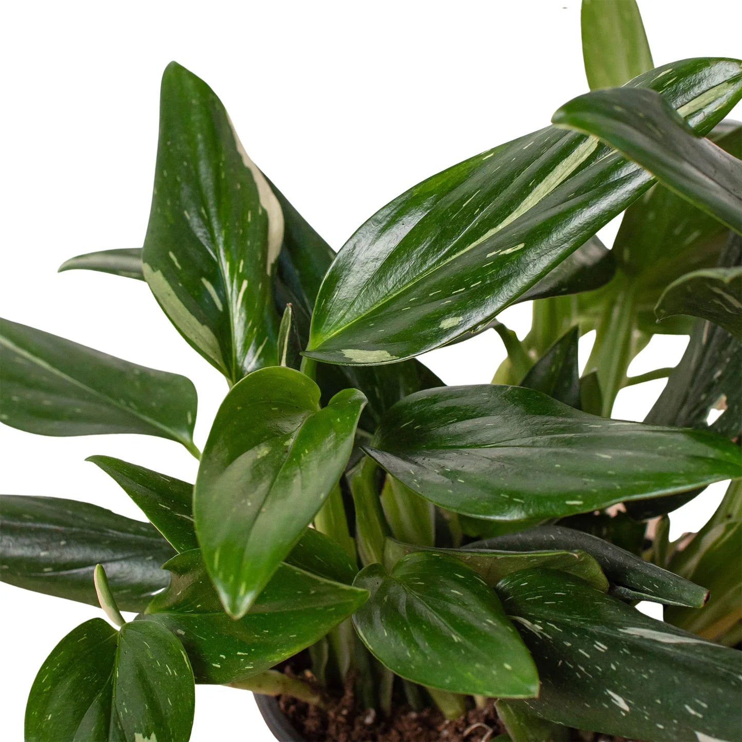 Monstera Cobra Albo Variegated Live Plant