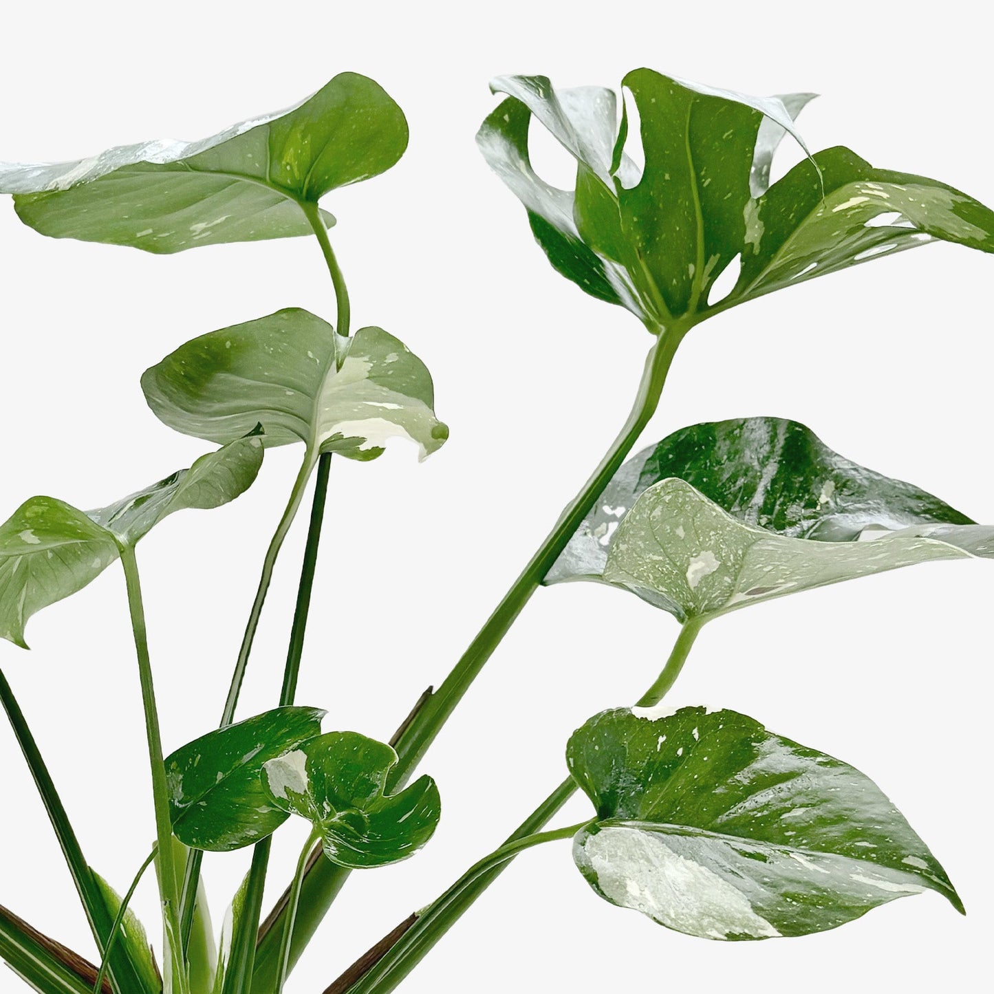 Thai Constellation Monstera Live Variegated Plant