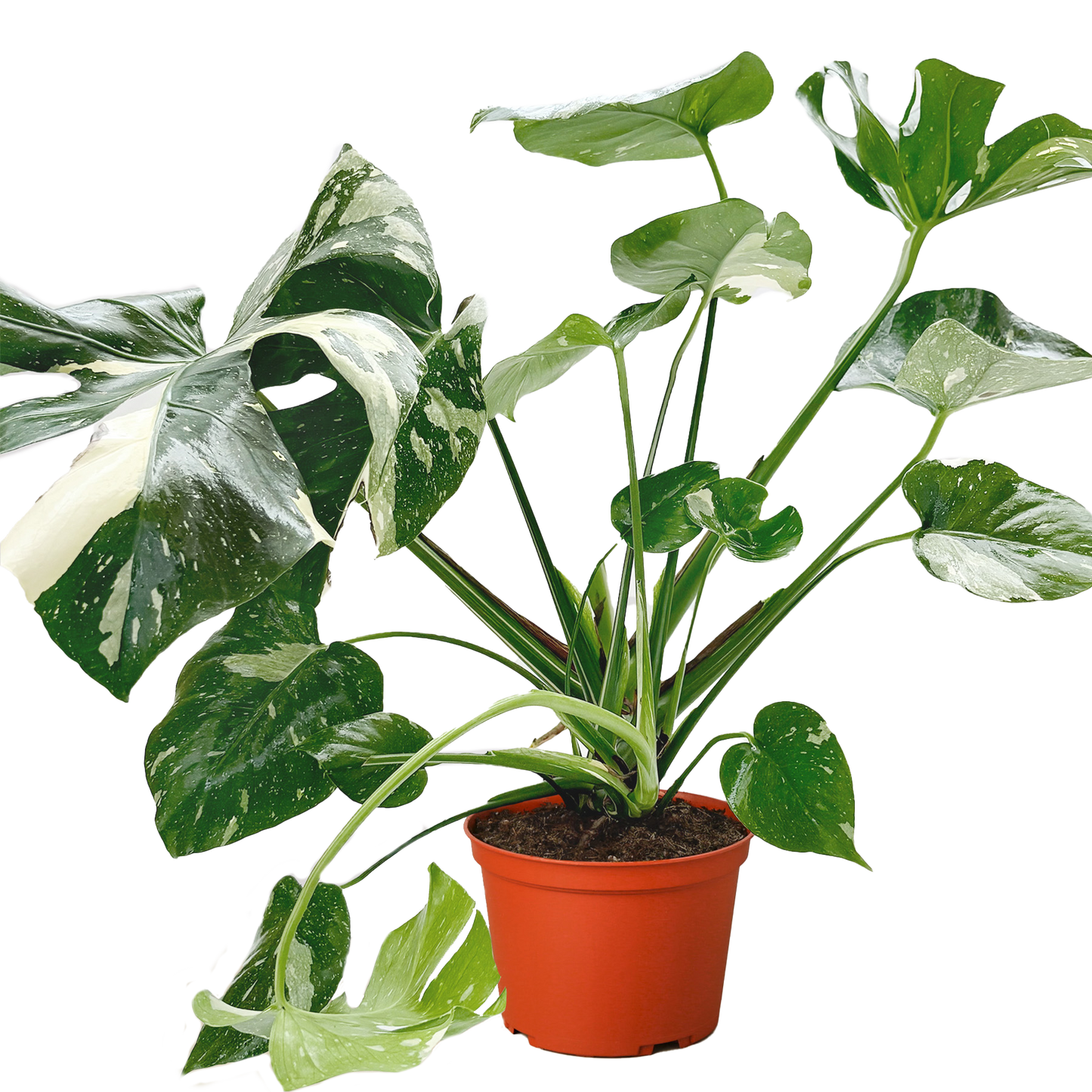 Thai Constellation Monstera Live Variegated Plant