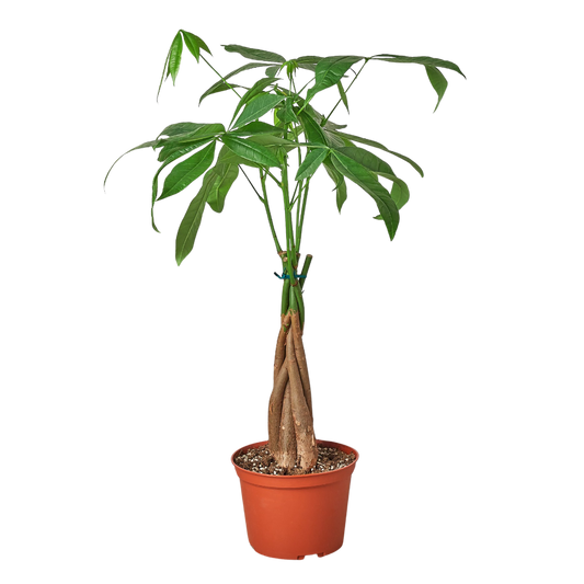 Braided Money Tree Live Plant – 6 Inch Pot