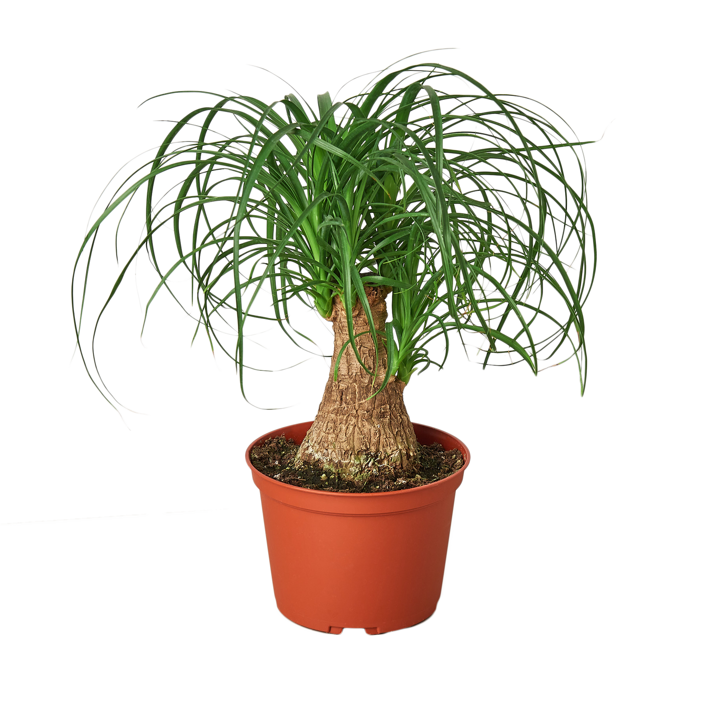 Ponytail Palm Live Houseplant – 6 Inch Pot