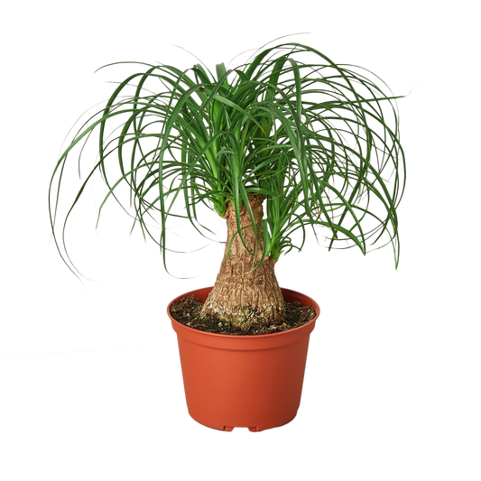 Ponytail Palm Live Houseplant – 6 Inch Pot