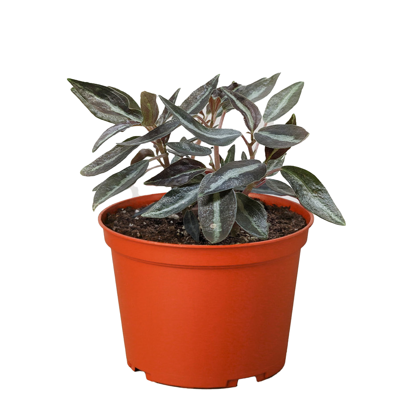 Peperomia Metallica Live Houseplant