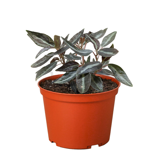 Peperomia Metallica Live Houseplant