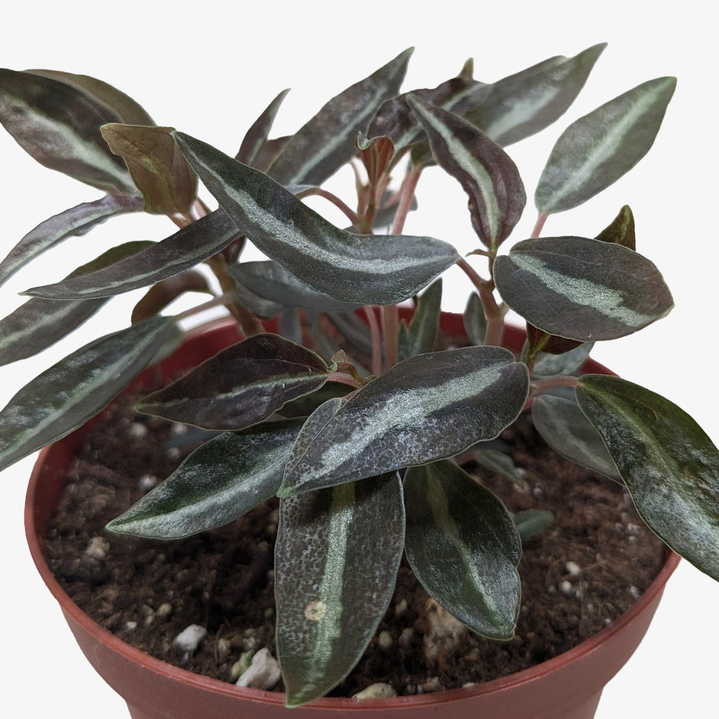 Peperomia Metallica Live Houseplant