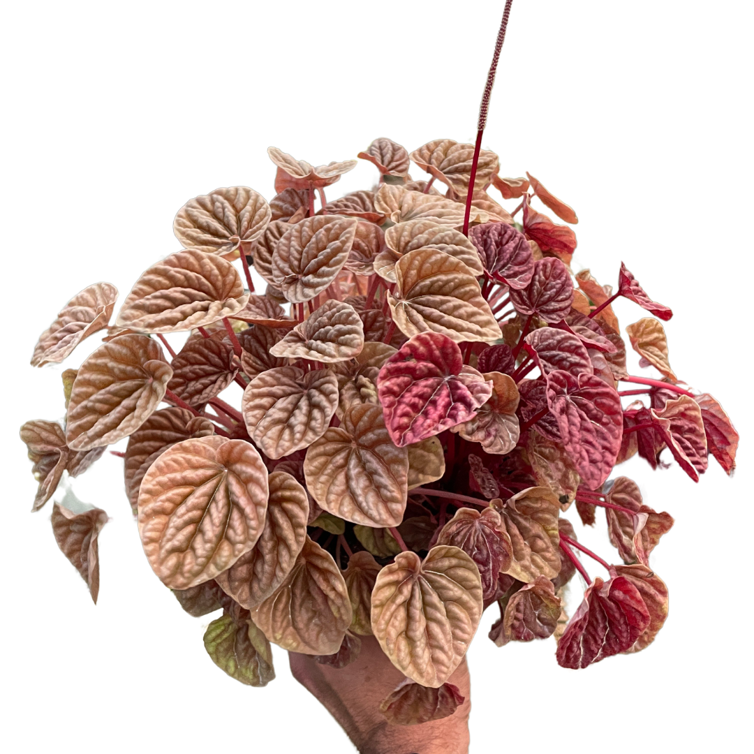 Peperomia Quito Live Houseplant