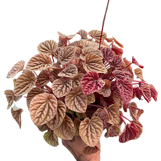 Peperomia Quito Live Houseplant