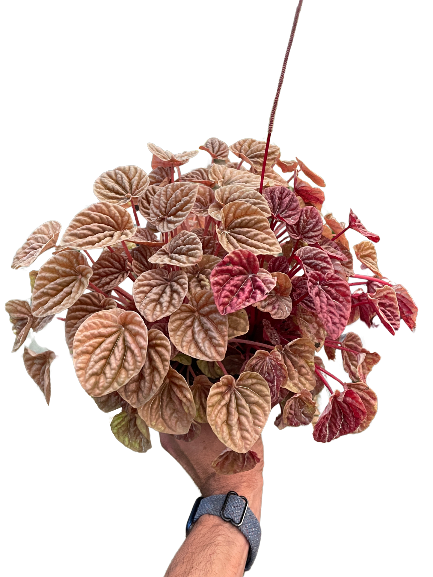 Peperomia Quito Live Houseplant