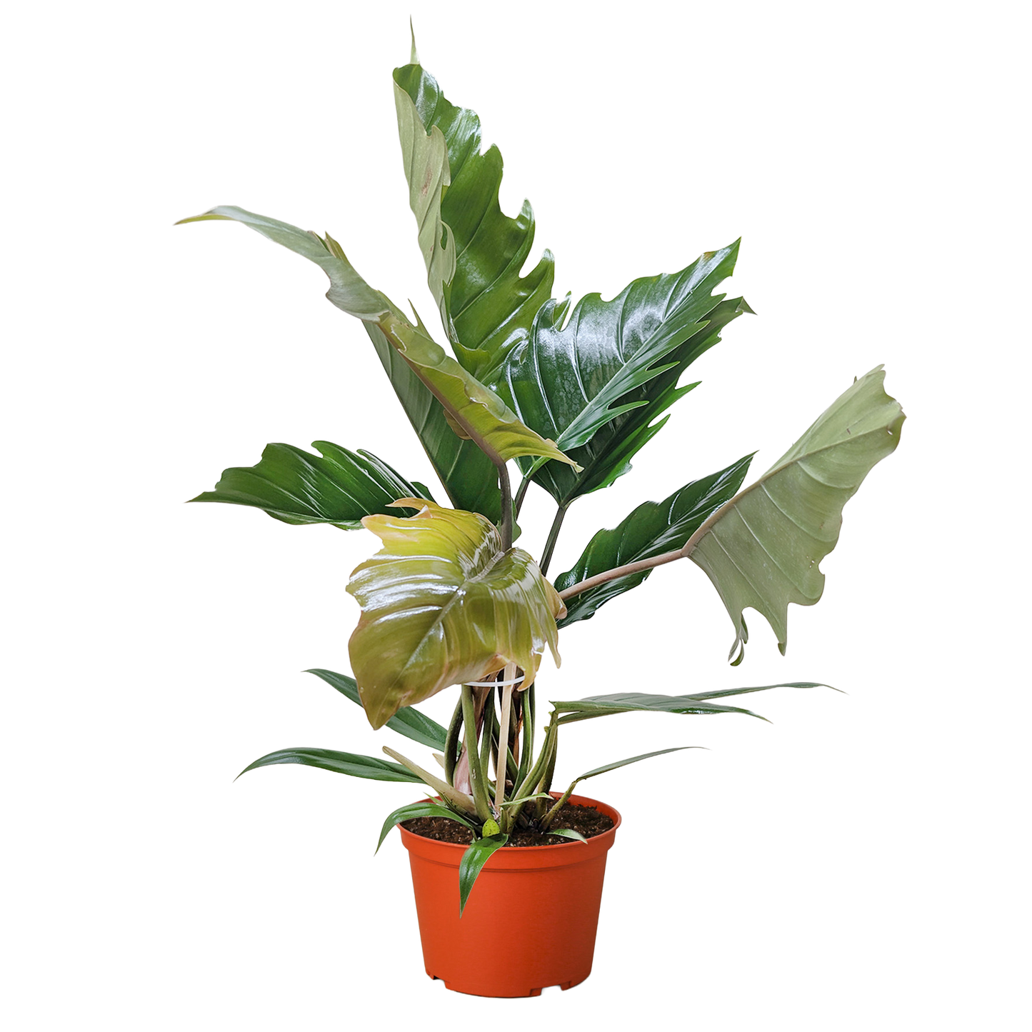 Choco Empress Philodendron Live Tropical Plant