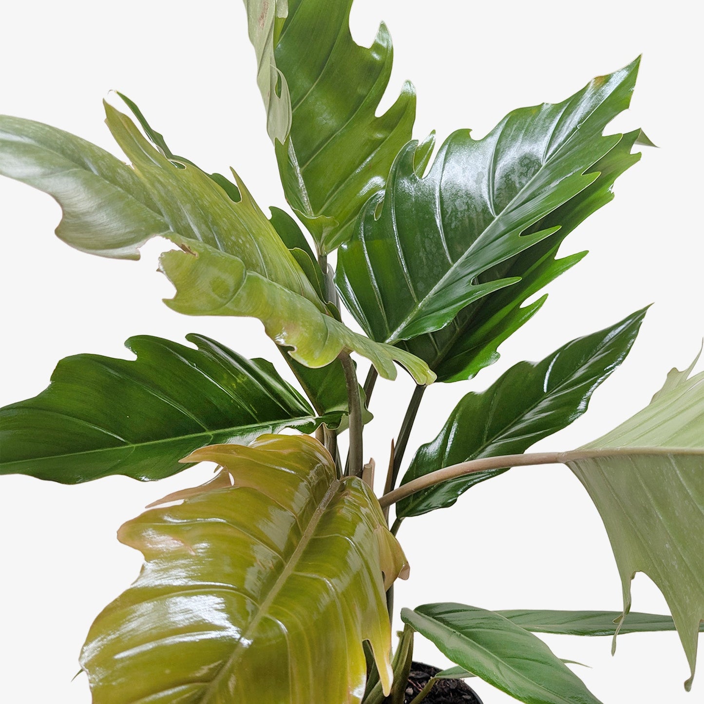 Choco Empress Philodendron Live Tropical Plant