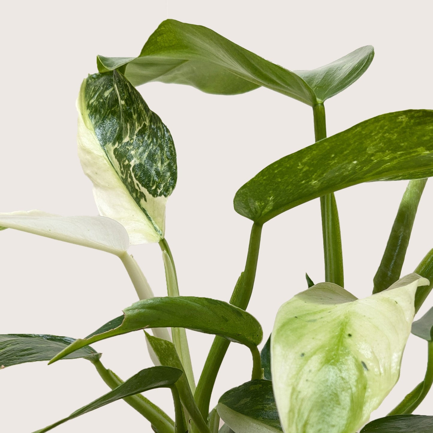 Jose Buono Variegated Philodendron Live Plant