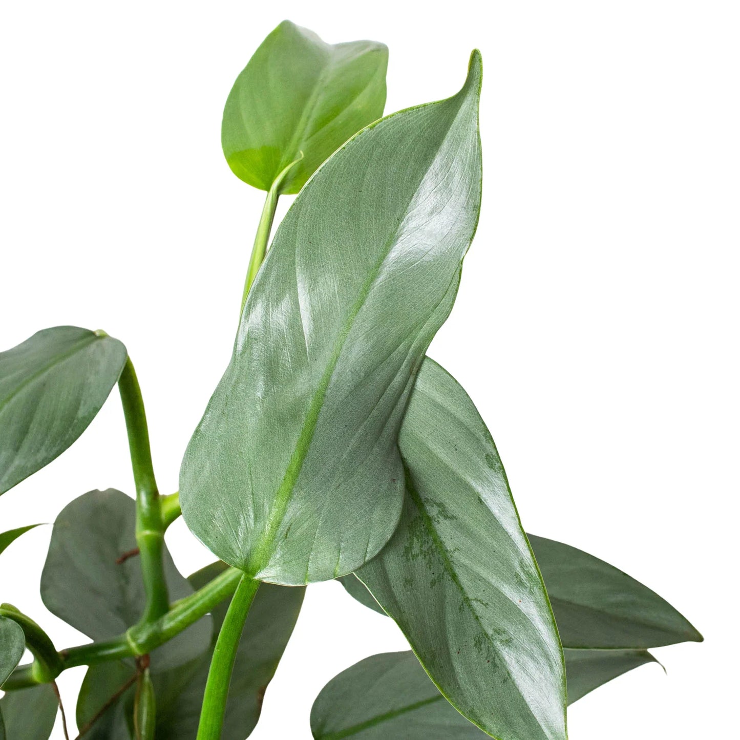 Silver Sword Philodendron Live Houseplant
