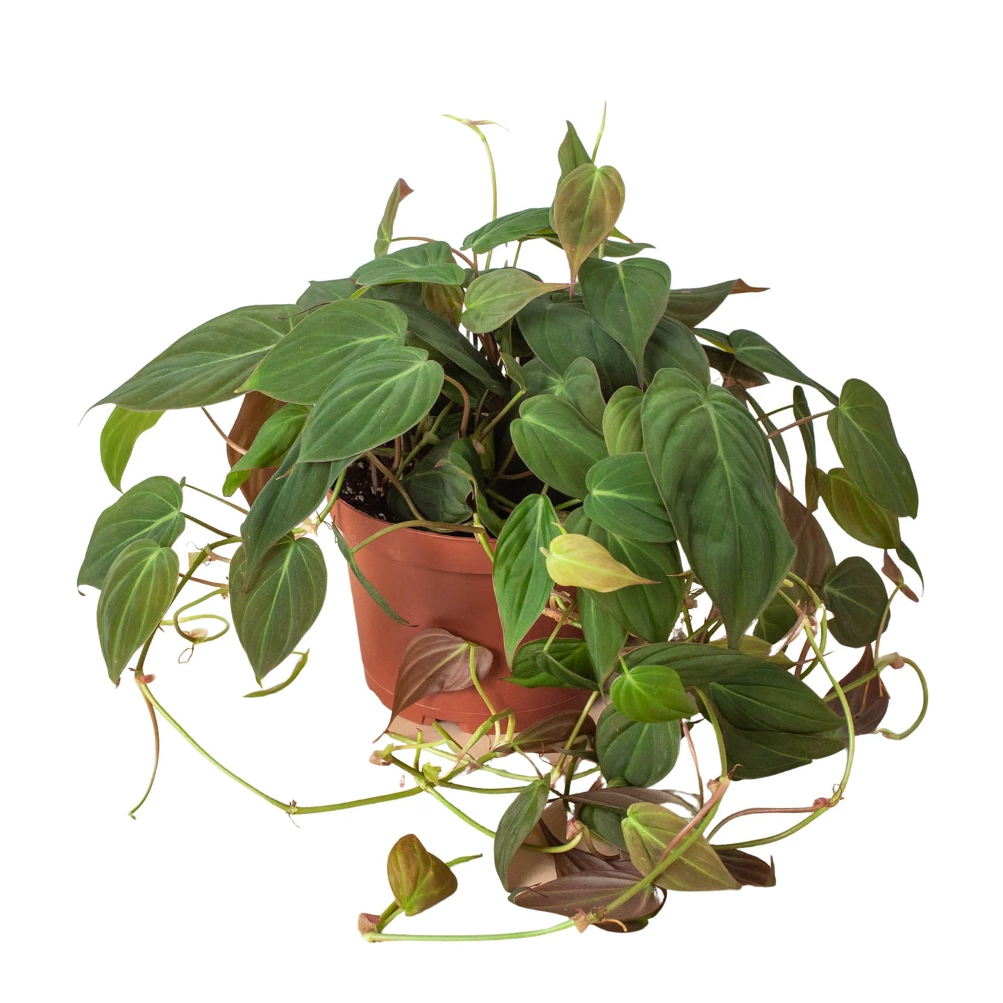 Philodendron Micans Live Plant – Velvet Heartleaf